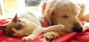 Floyd de Gailande et Tooshoos (Golden retriever) - Chatterie Ragdolls du Val de Beauvoir